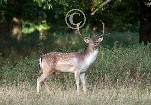 Fallow Deer Buck DM1593